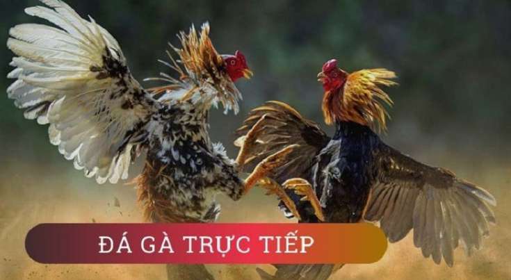 Sbty là một cổng game quốc tế uy tín - Sbty